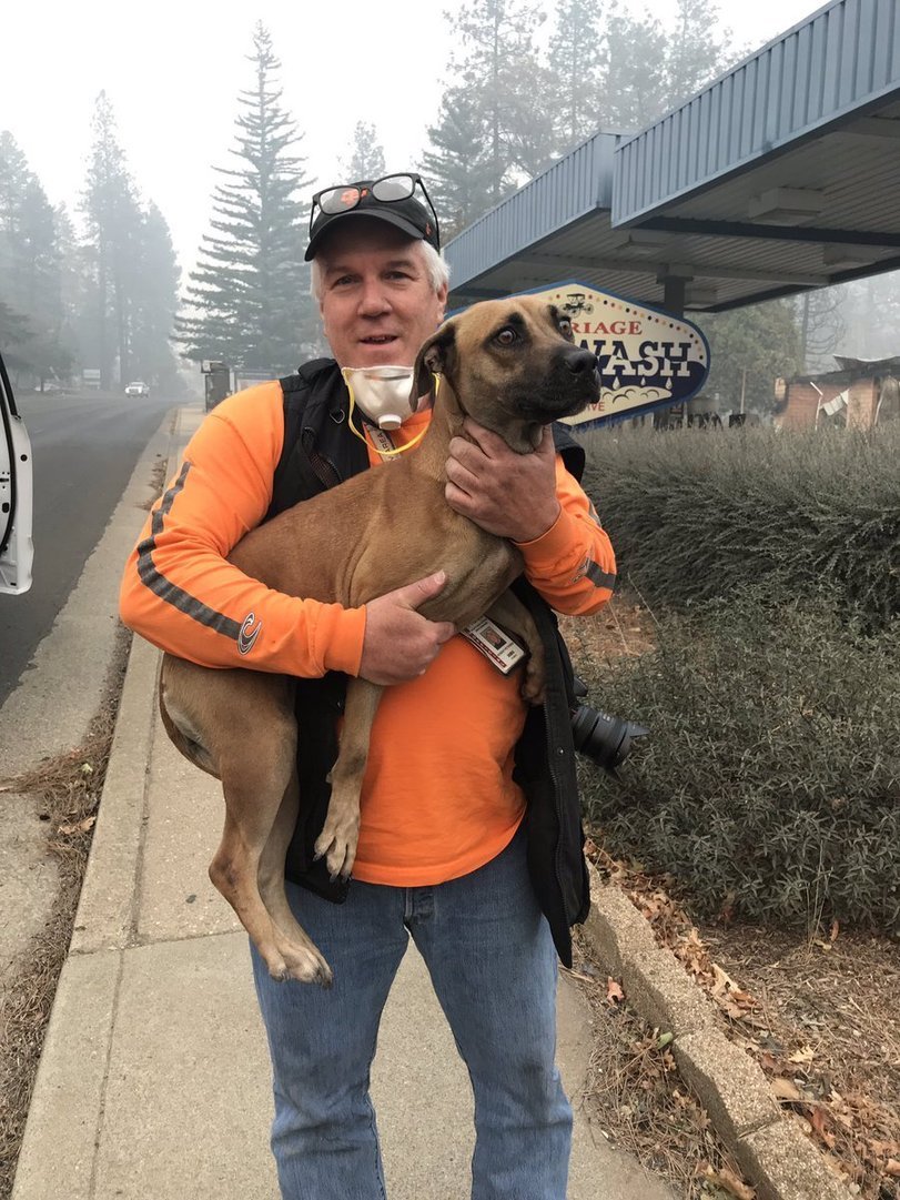 Four-legged fire victims - California, Fire, , Longpost, cat