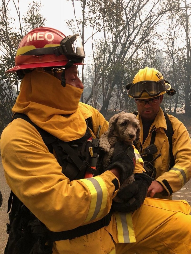 Four-legged fire victims - California, Fire, , Longpost, cat