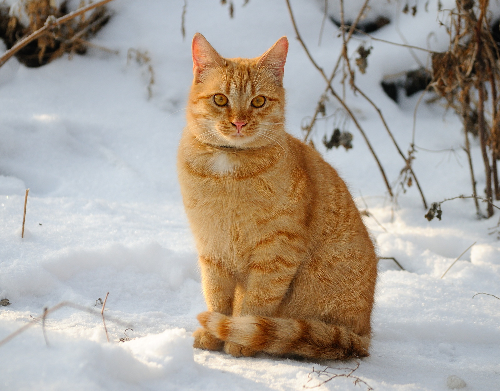 First snow. - My, cat, Snow, Pets, The photo, Redheads, Longpost