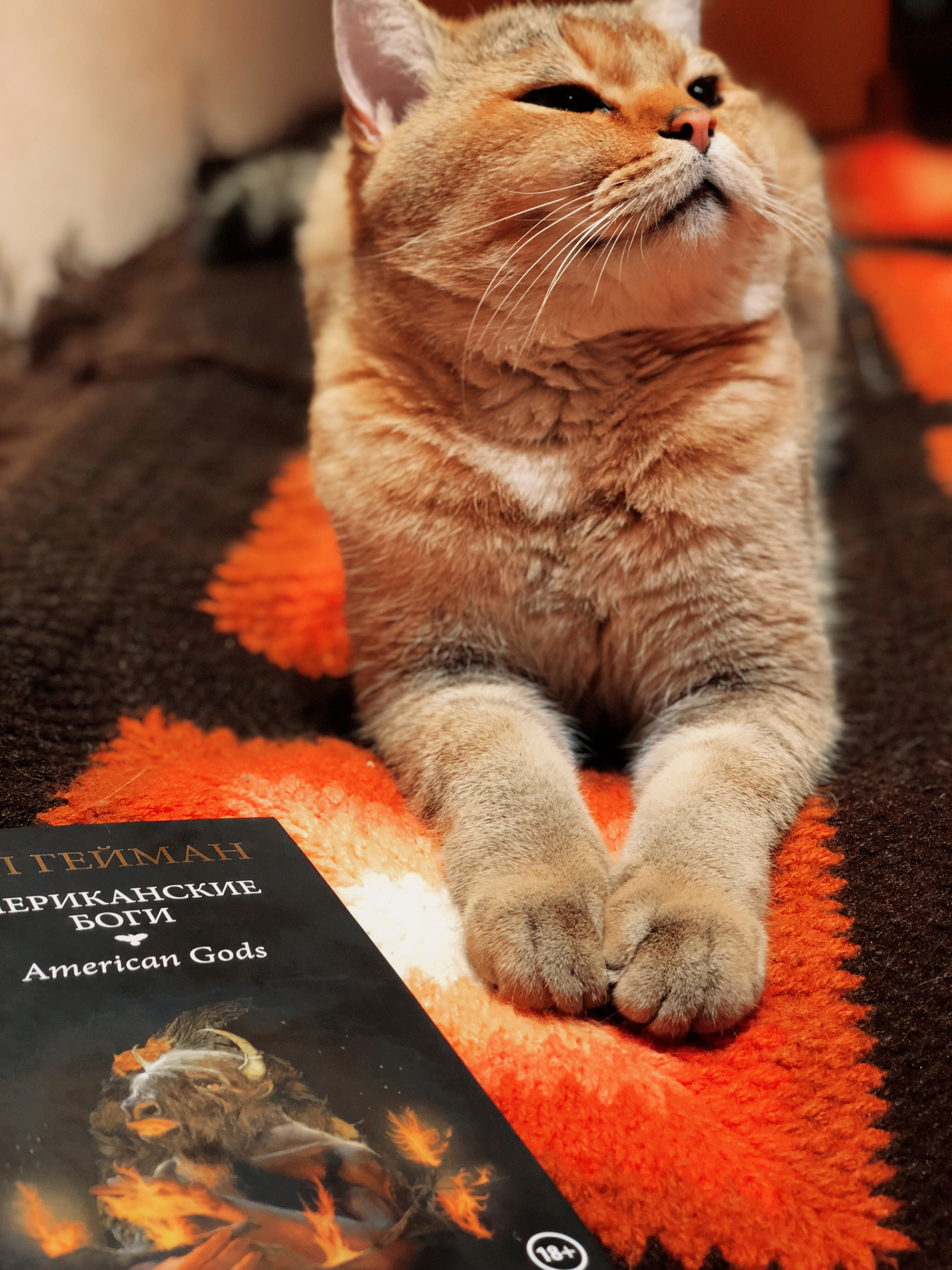 book lover cat - My, cat, Catomafia, Reader, American gods, Longpost