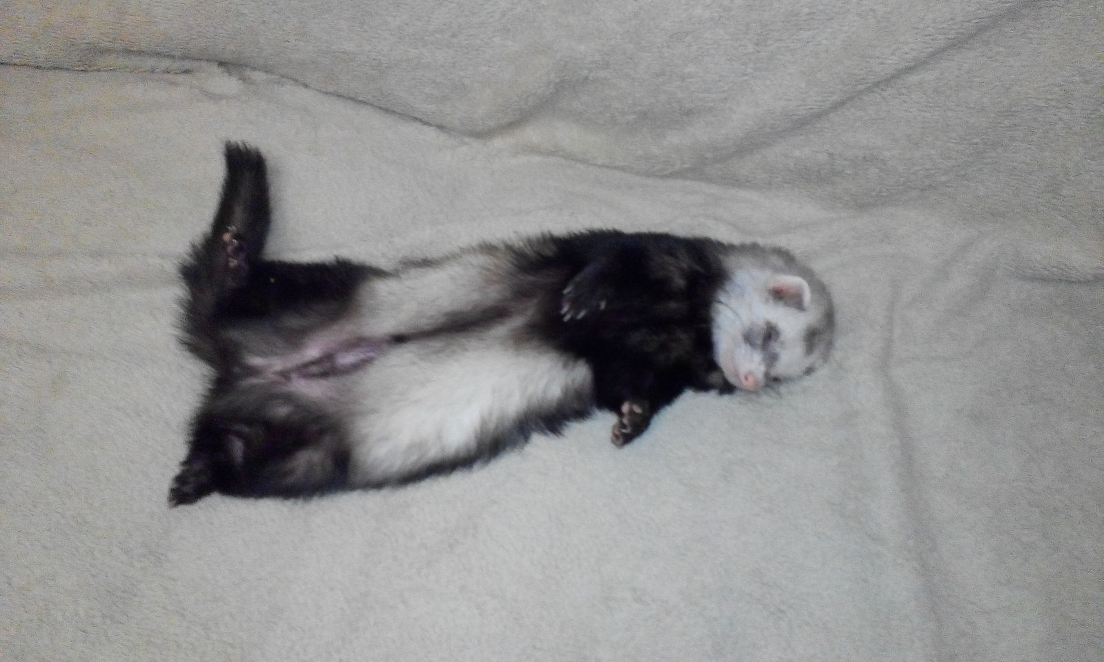 larva Jules grew up - My, Ferret, 