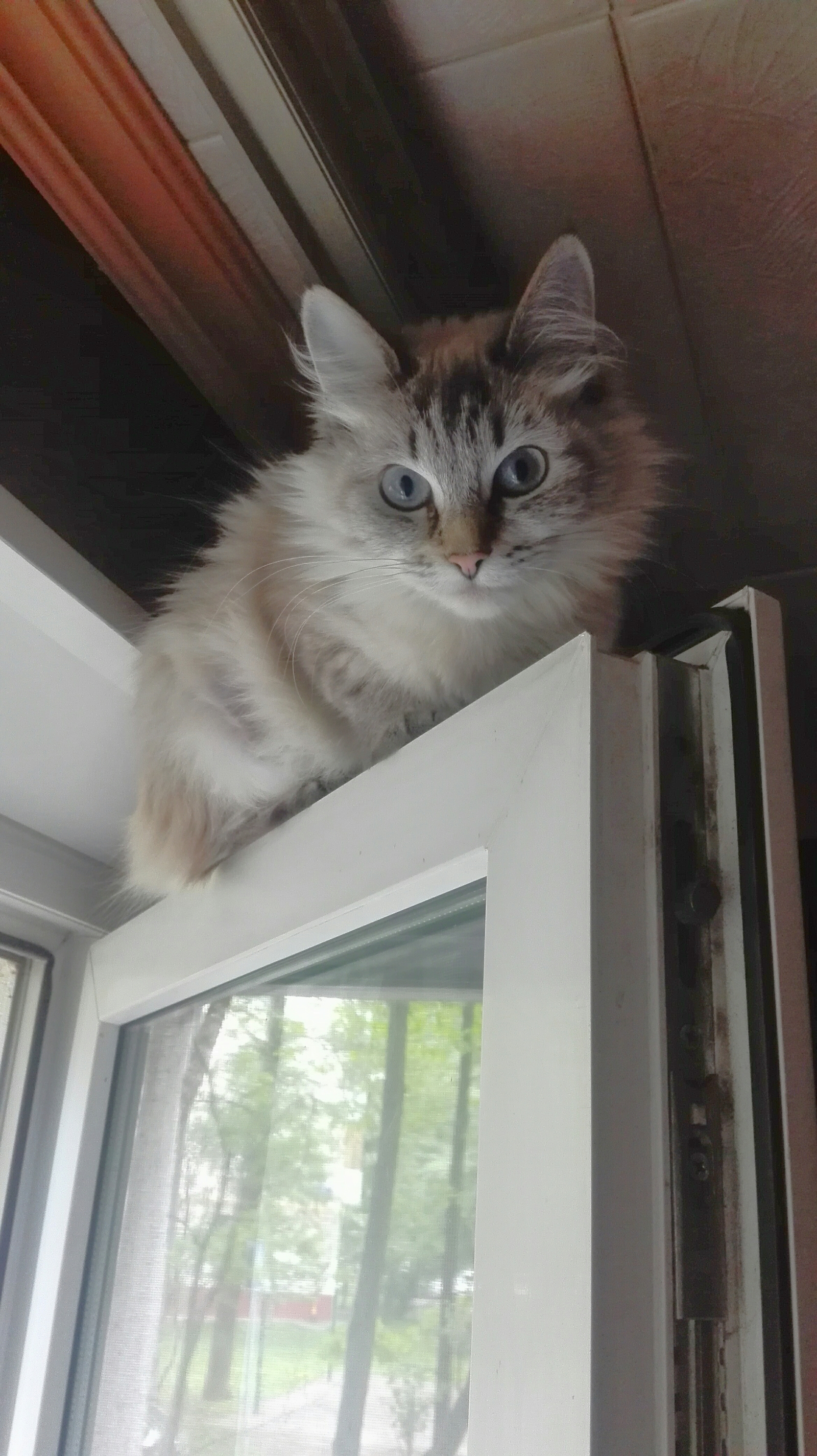 Monorail cat is watching you - Моё, Кот, Окно, Пушистые