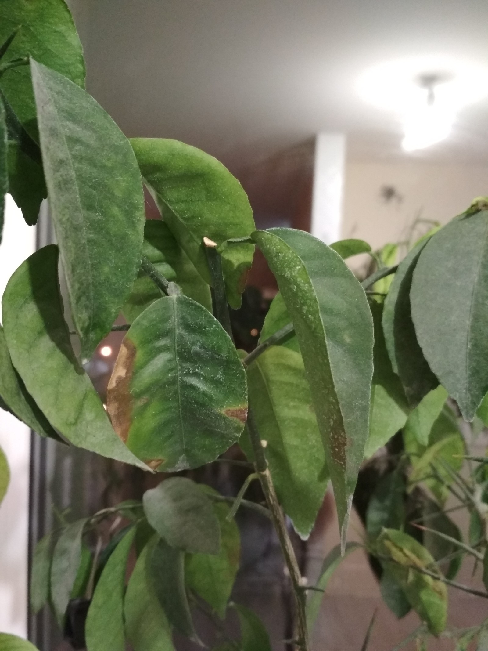 Help save the lemon! - My, League of biologists, Citrus, Plant growing, Biology, Longpost, Definition, Citrus