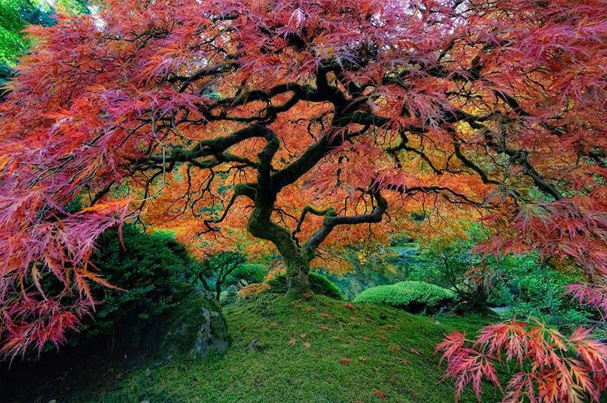 Planet life in a tree. - Planet Earth, The photo, Tree, Longpost