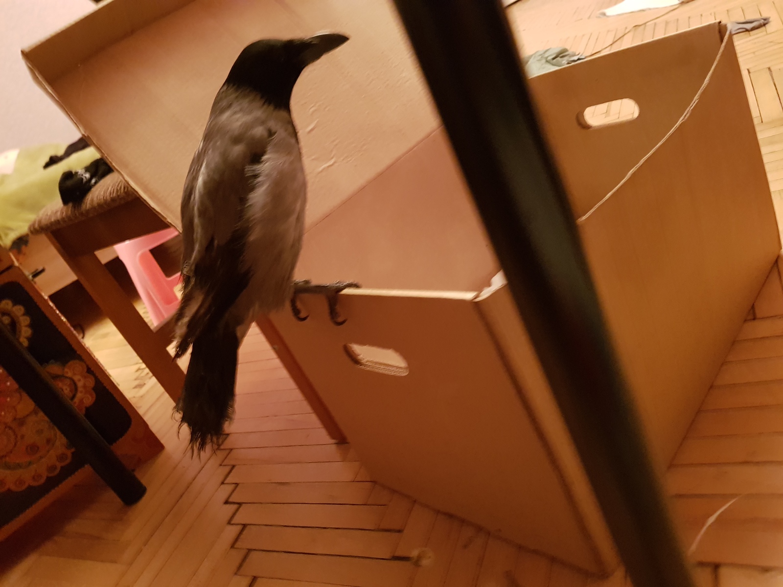 raven bird - My, Longpost, Crow, Birds, Help, Need advice