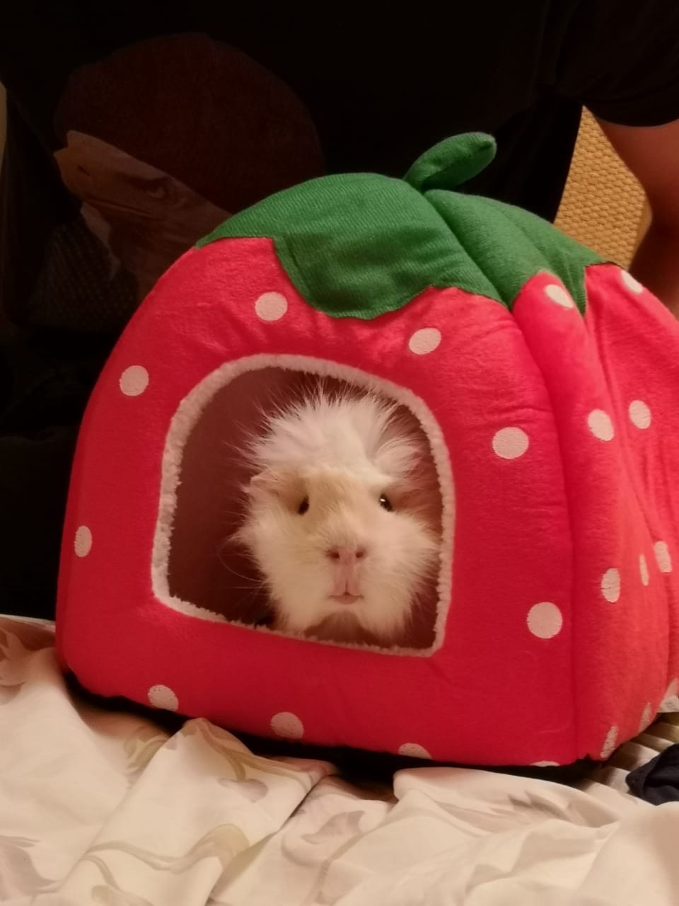 My pets - My, Guinea pig, Pet, Longpost, Pets