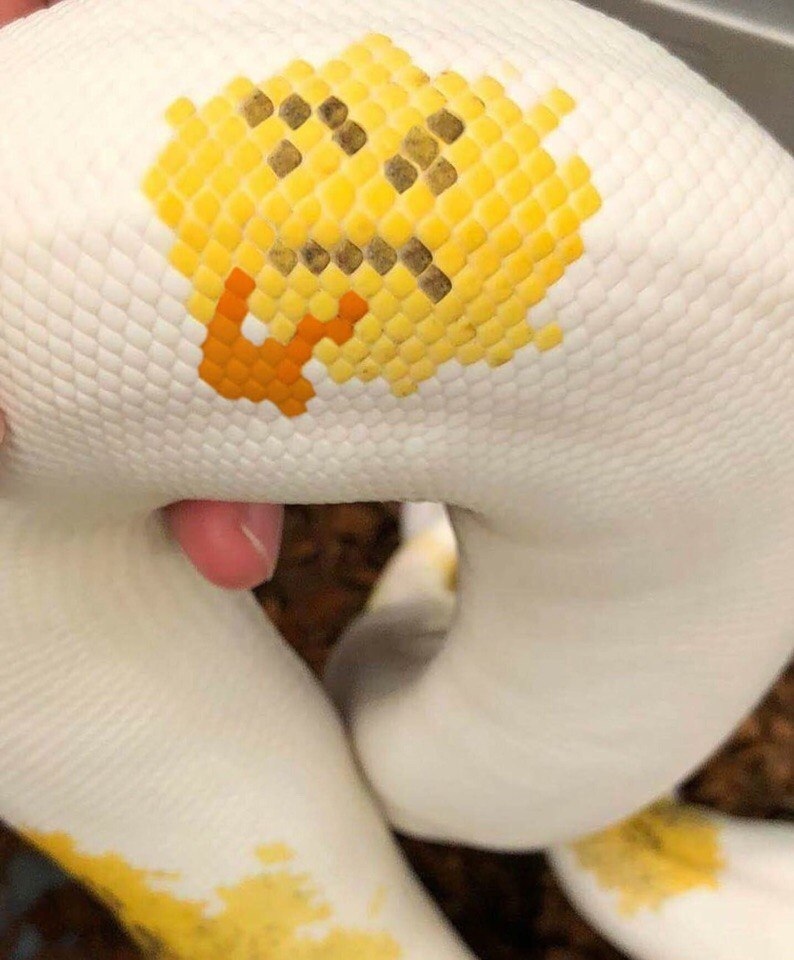 Hmmm - Interesting, Snake, Smile