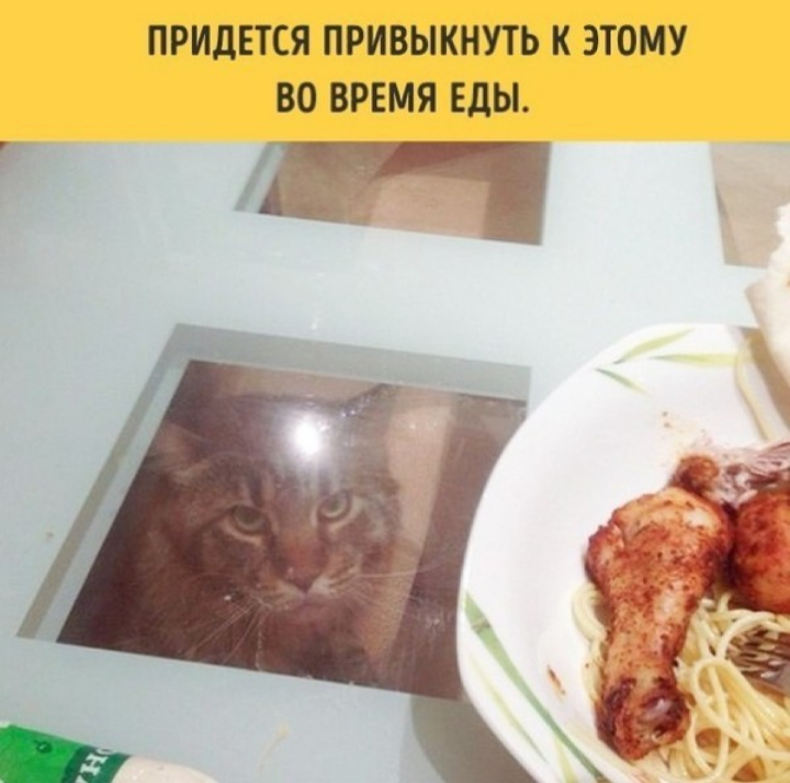 If you have a cat - cat, Picture with text, From the network, Longpost