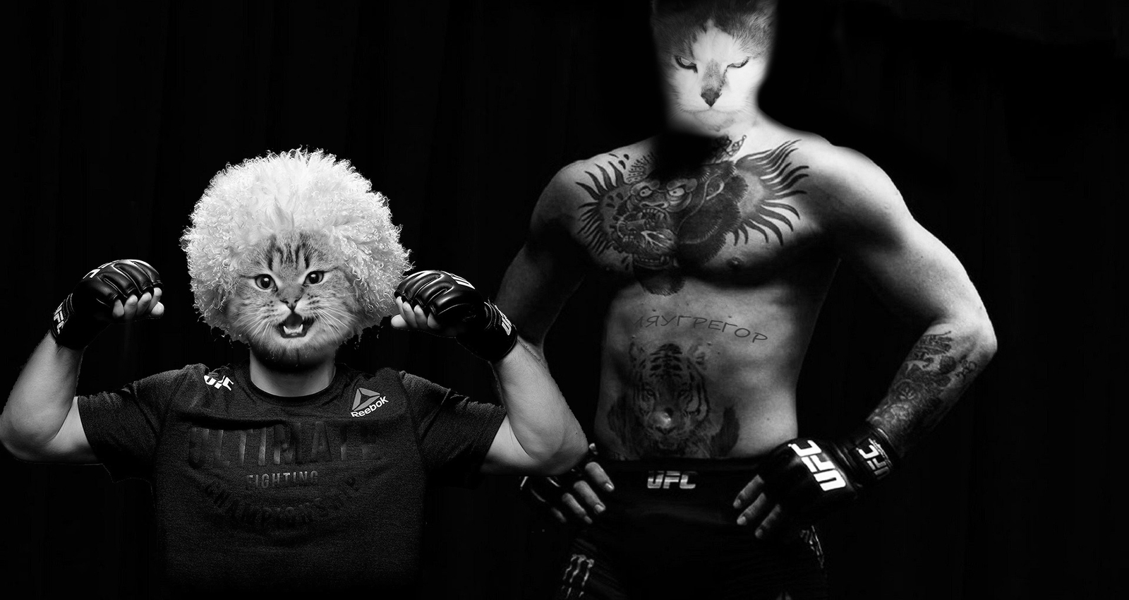 Kotor Myaugregor and Kotib Murrmugamedov - My, Conor McGregor, Khabib Nurmagomedov, Humor, cat