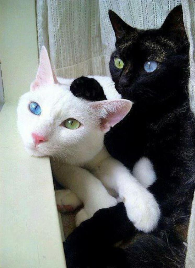 Two cats stole each other's eyes - cat, Eyes, Heterochromia