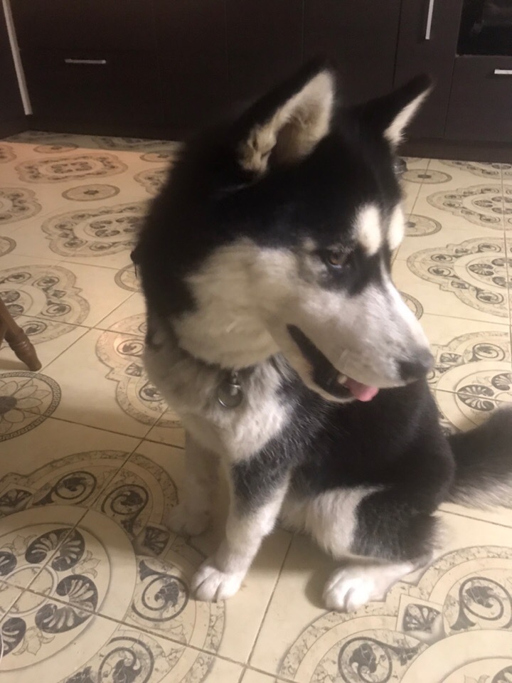 Husky girl found. Ufa, Zubovo [UPD: Owners found] - My, No rating, Husky, Ufa, Dog, Help, The strength of the Peekaboo, Vertical video, Video, Longpost