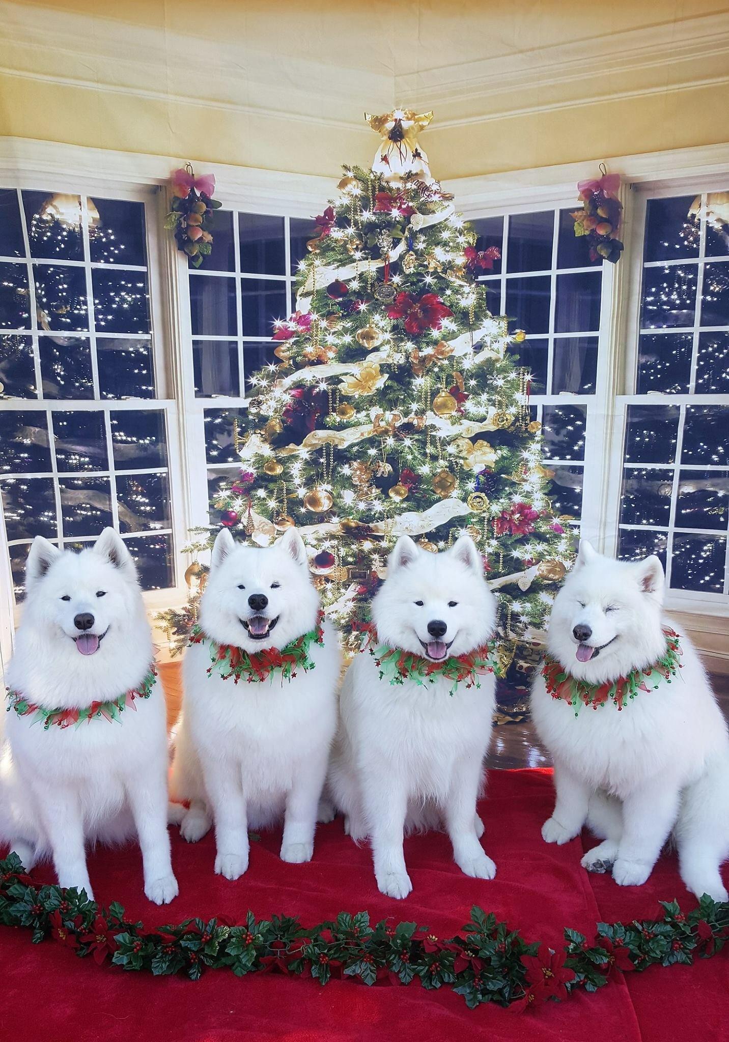 The same... - Dog, Christmas trees, Samoyed, The photo