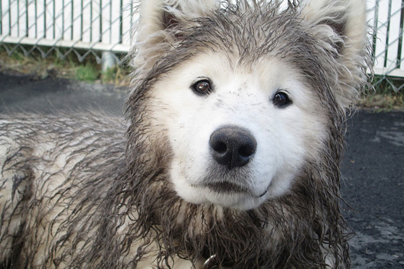 Everything, walked up. - Samoyed, Dog, Filthy