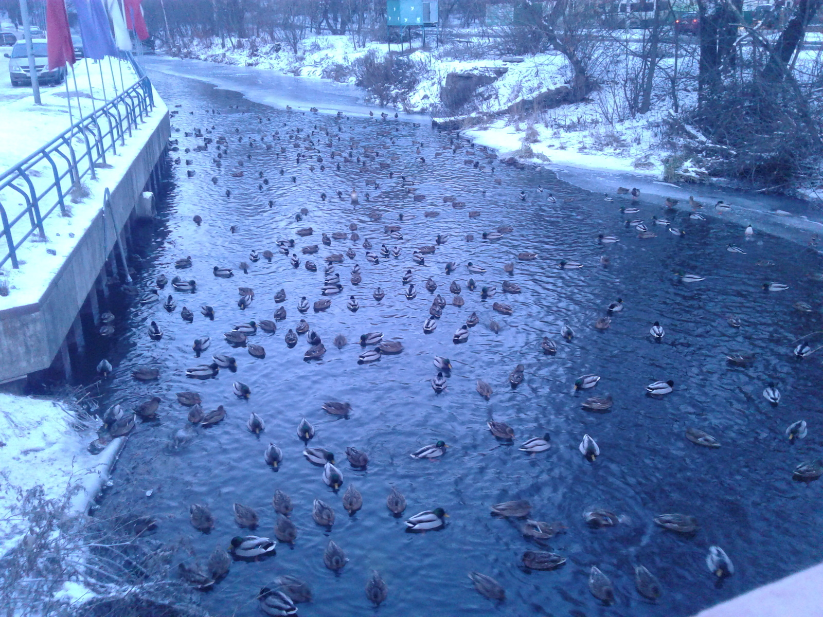 Wild ducks in the city - My, Winter, Wild ducks, Video