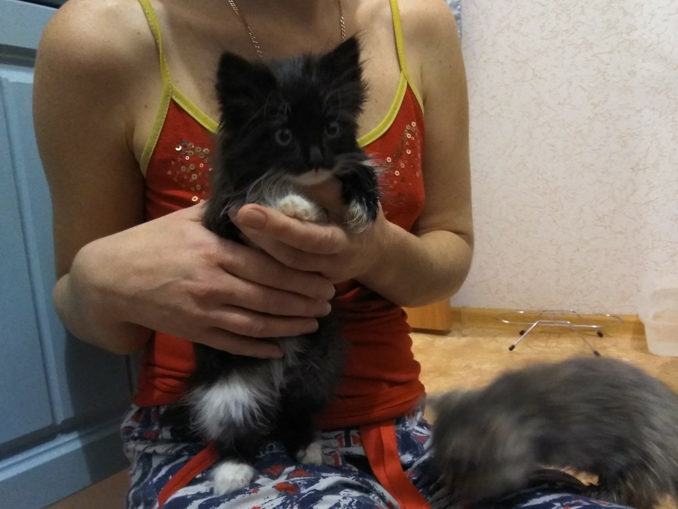 Kittens for free - My, Kittens, Is free, Longpost, cat, Voronezh, Help, In good hands, No rating, Helping animals