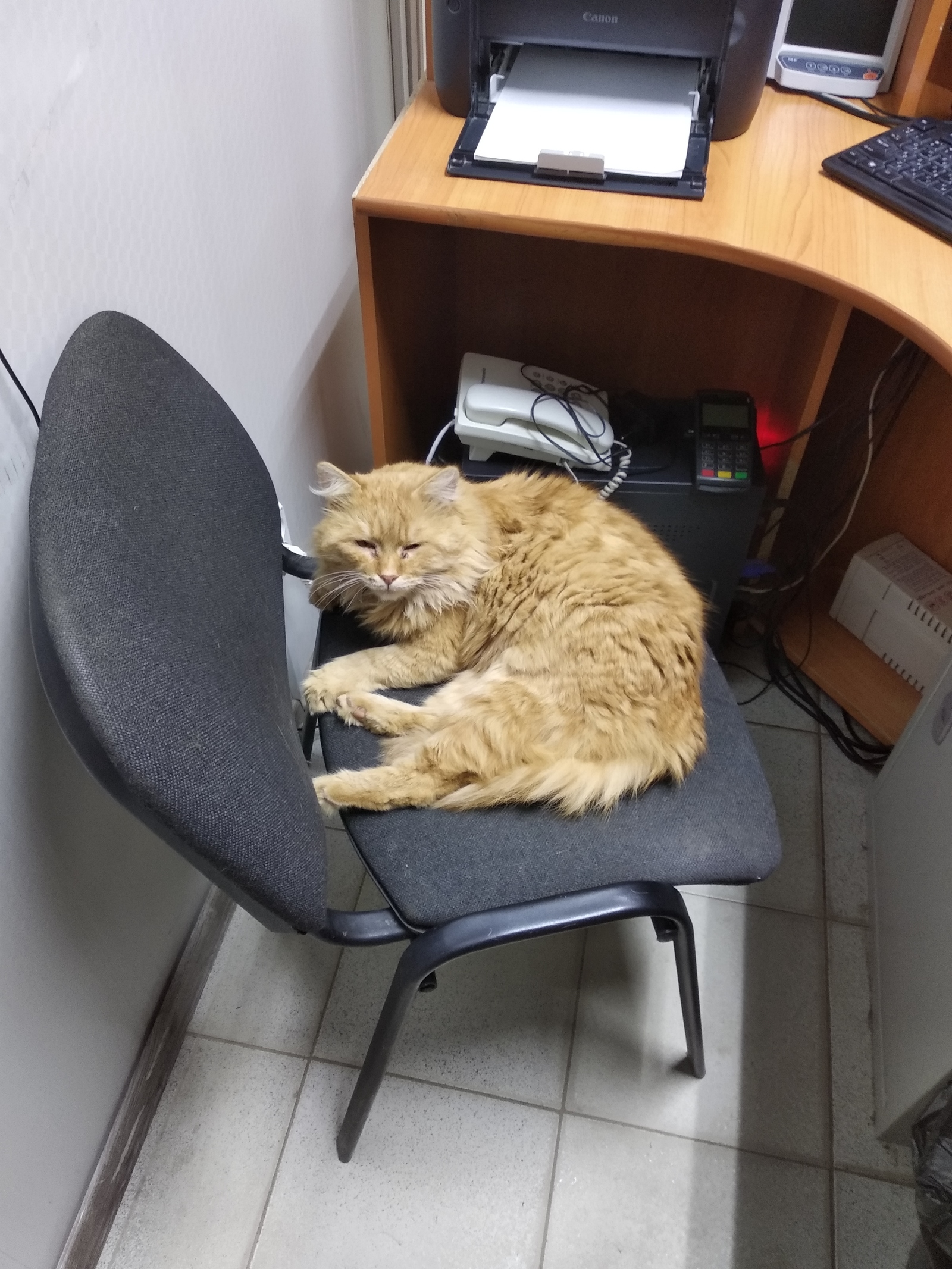 Came to work and there is a new employee) - My, cat, Office