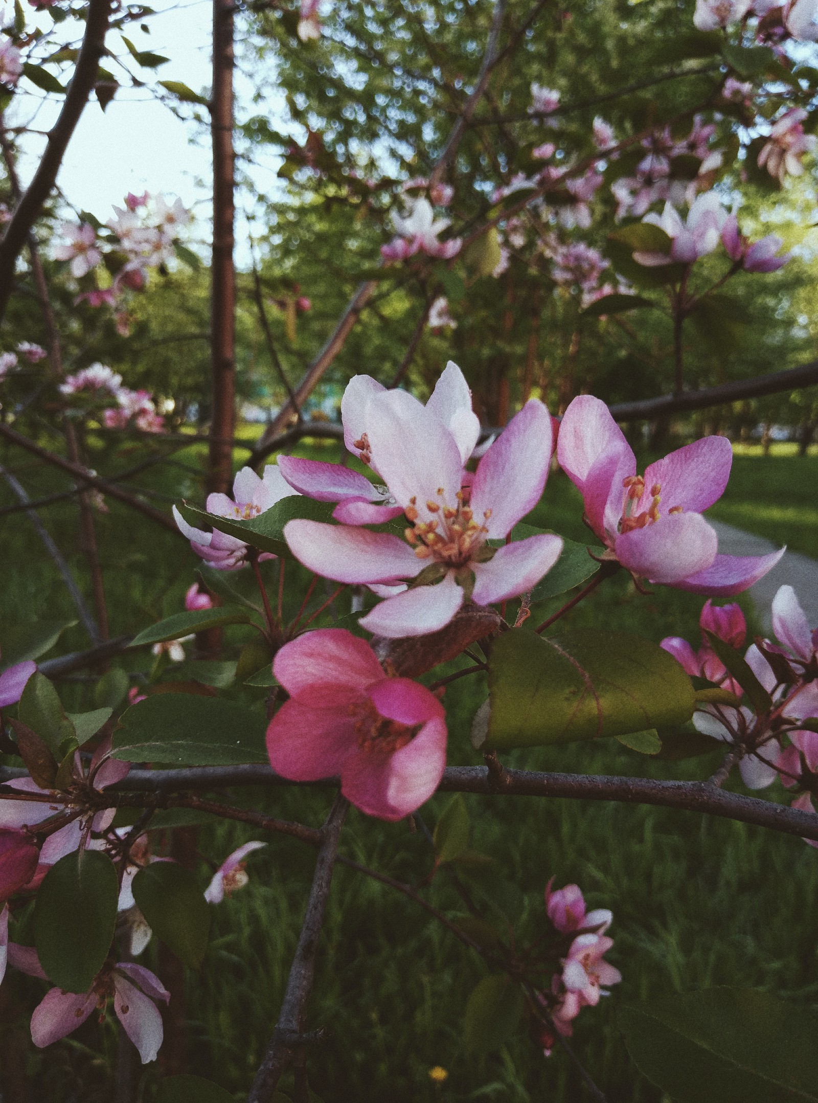 Good day to you - My, Nature, Flowers, The photo, Photo on sneaker, I want criticism, Meizu M5 Note