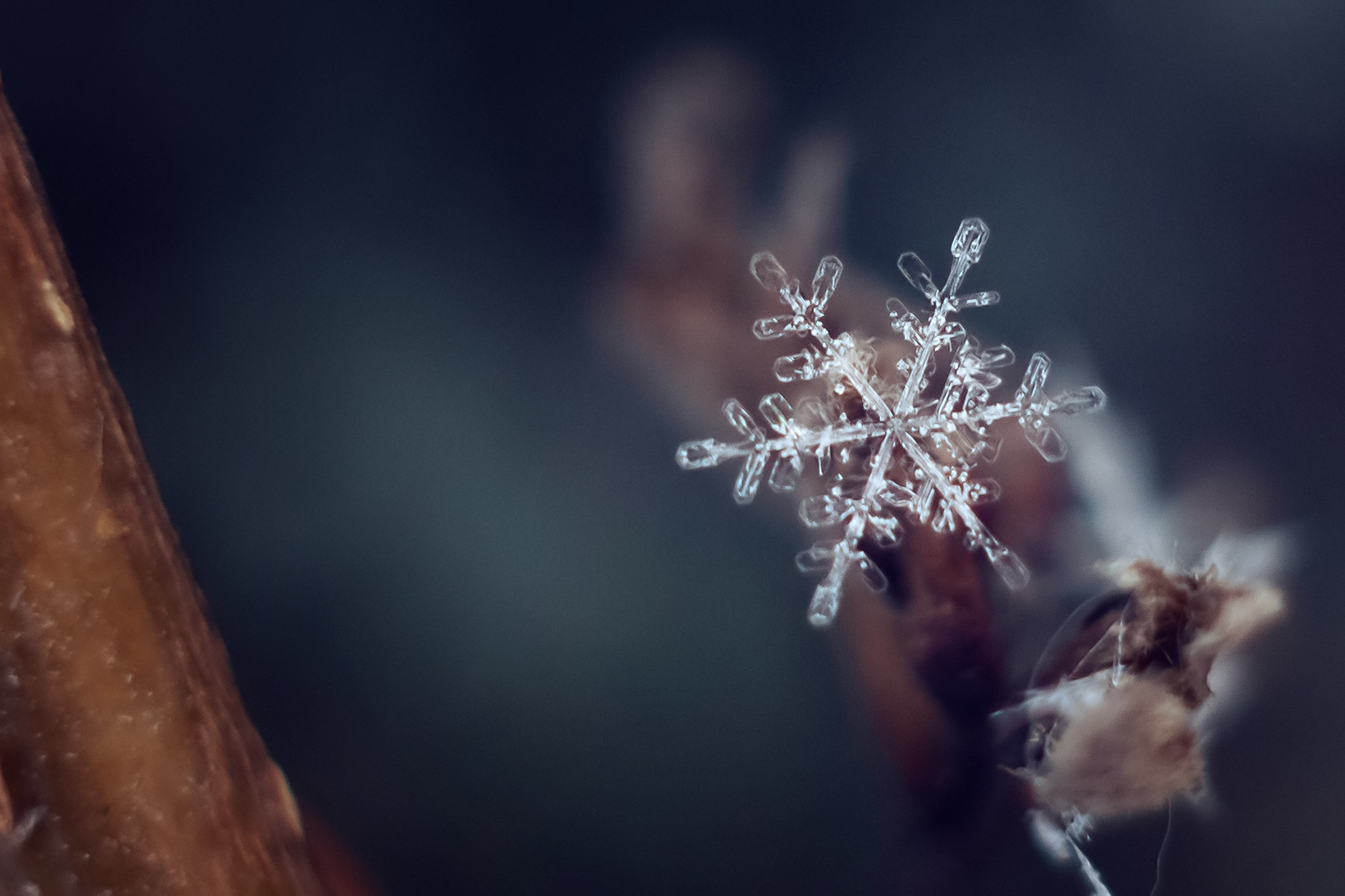 Winter... - My, Nikon d5300, Nikkor 50mm, Winter, Tutaev, Snowfall, Snowflake, Longpost, The photo