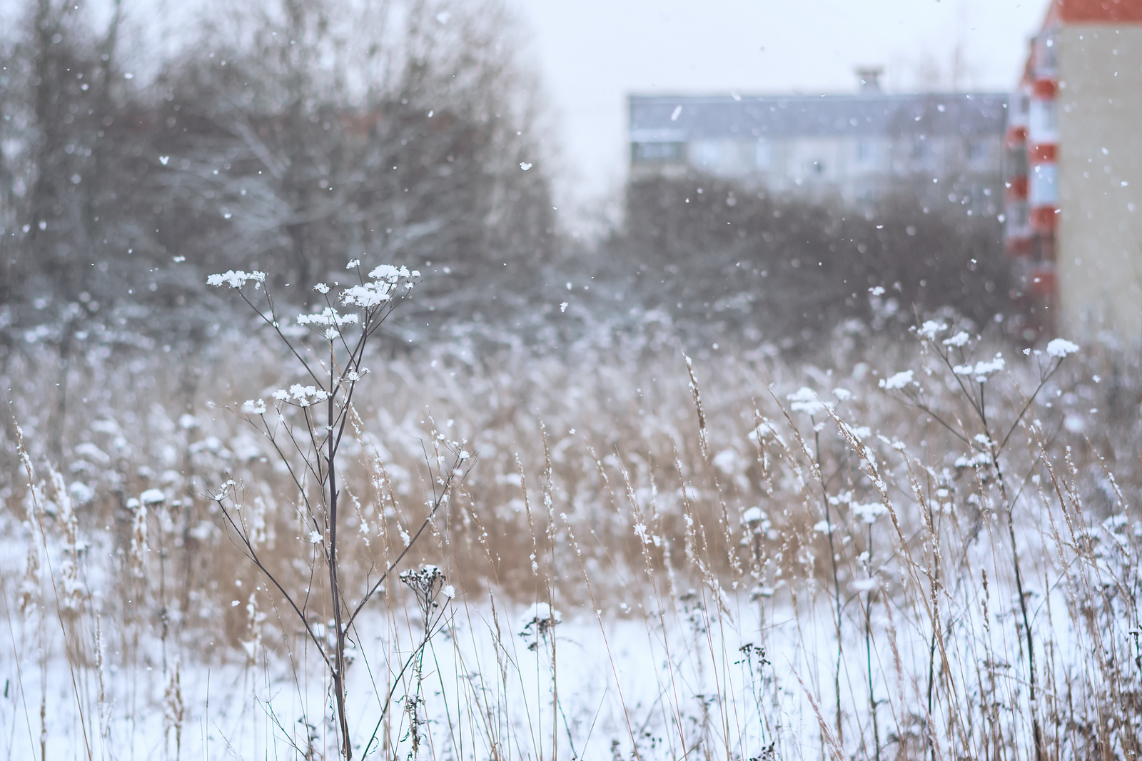 Winter... - My, Nikon d5300, Nikkor 50mm, Winter, Tutaev, Snowfall, Snowflake, Longpost, The photo