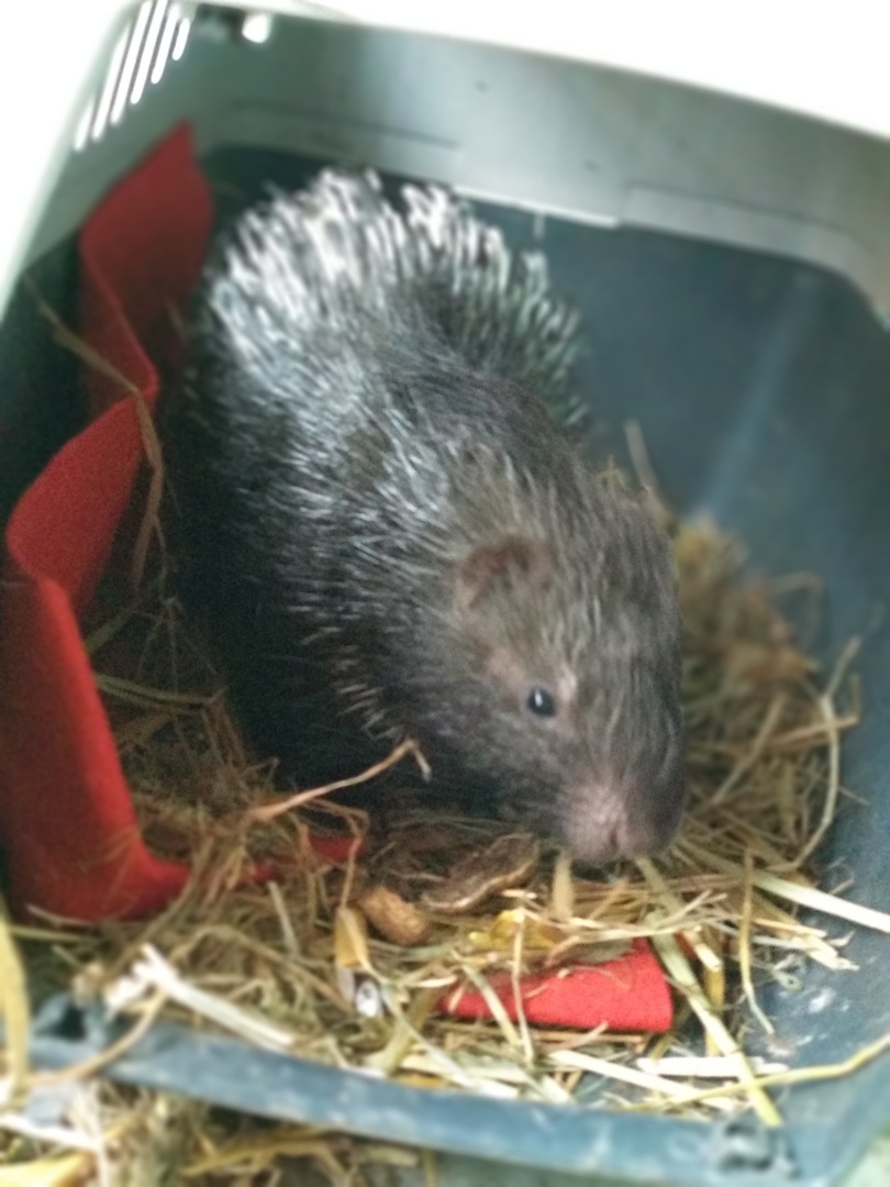 And we have a baby porcupine! - My, Animals, Milota, Porcupine, Good league, Longpost, Ferret