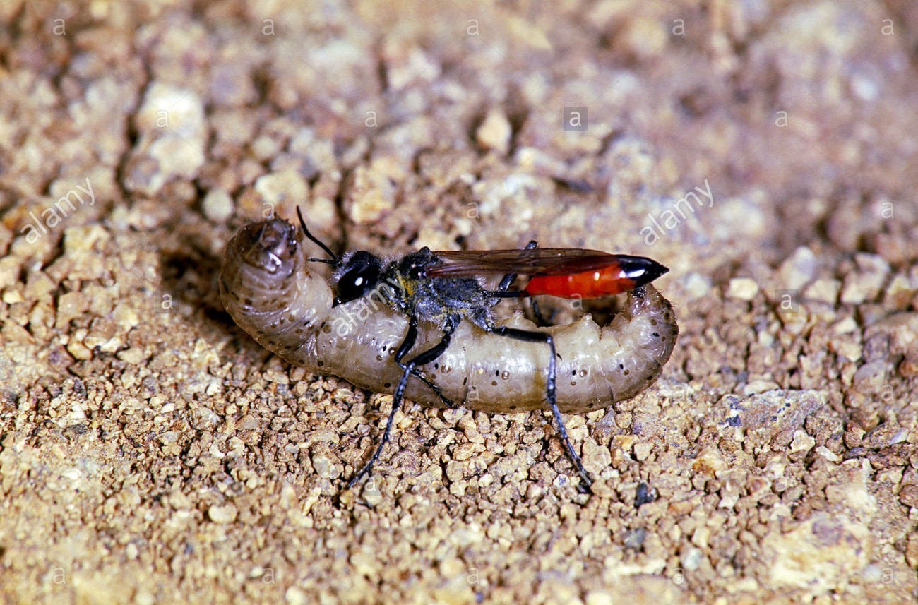 Ammophila или 