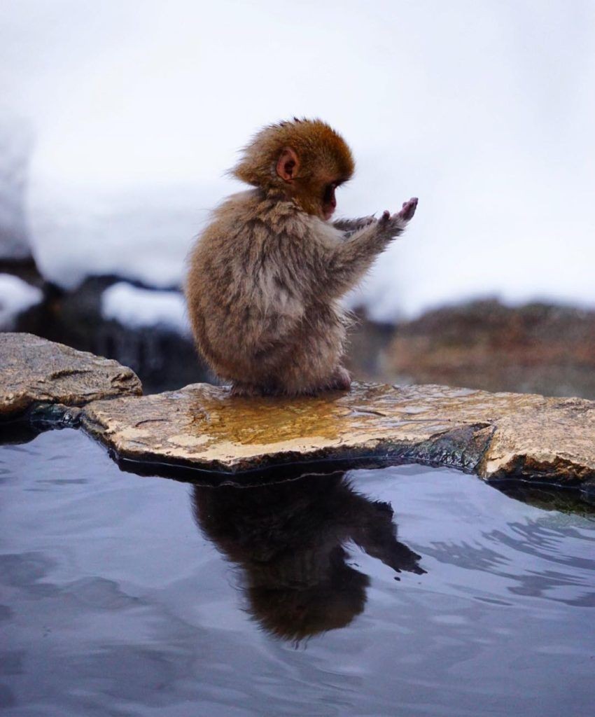 snow monkeys - wildlife, , Japanese macaque, Milota, Longpost