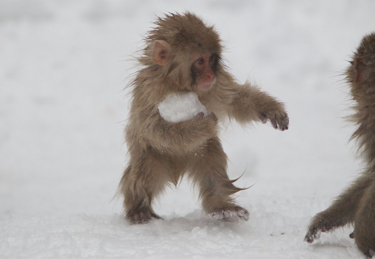 snow monkeys - wildlife, , Japanese macaque, Milota, Longpost