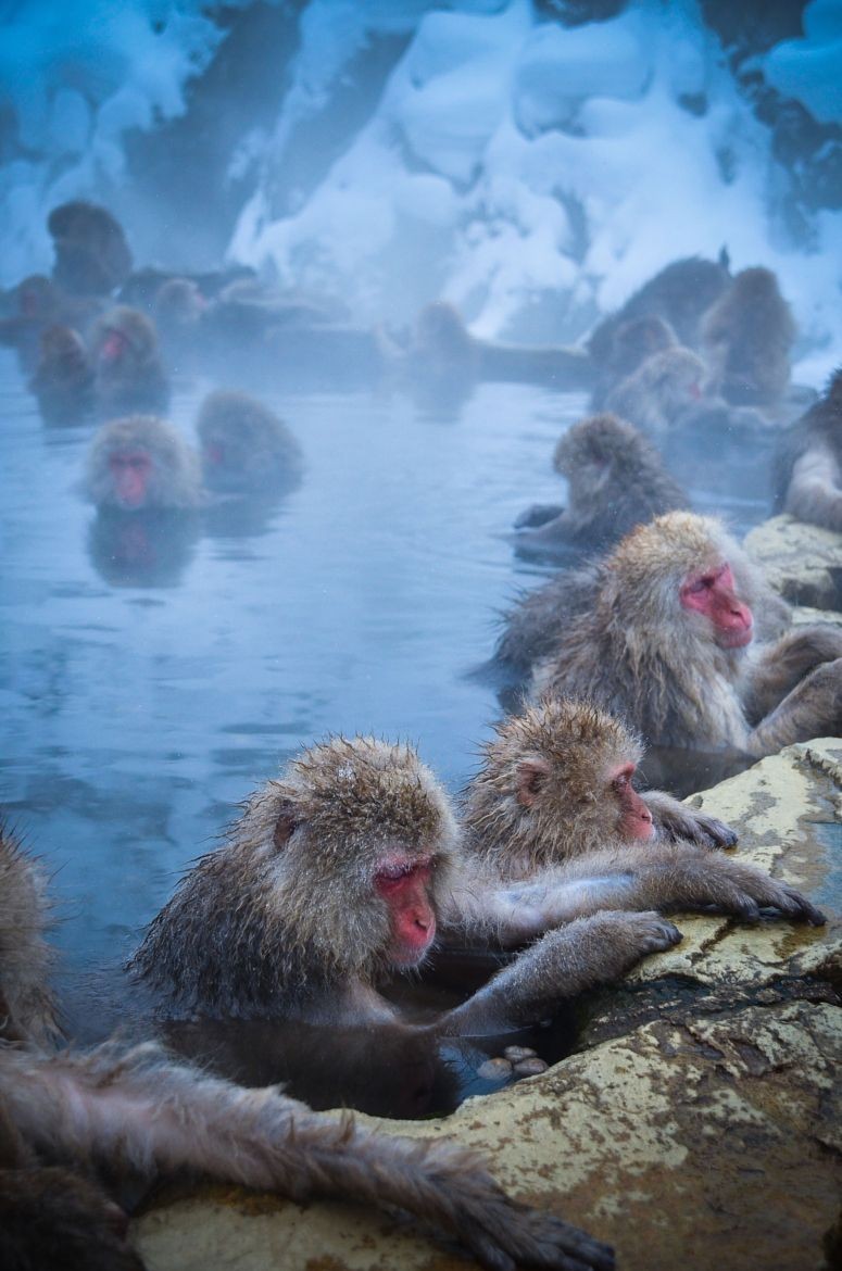 snow monkeys - wildlife, , Japanese macaque, Milota, Longpost