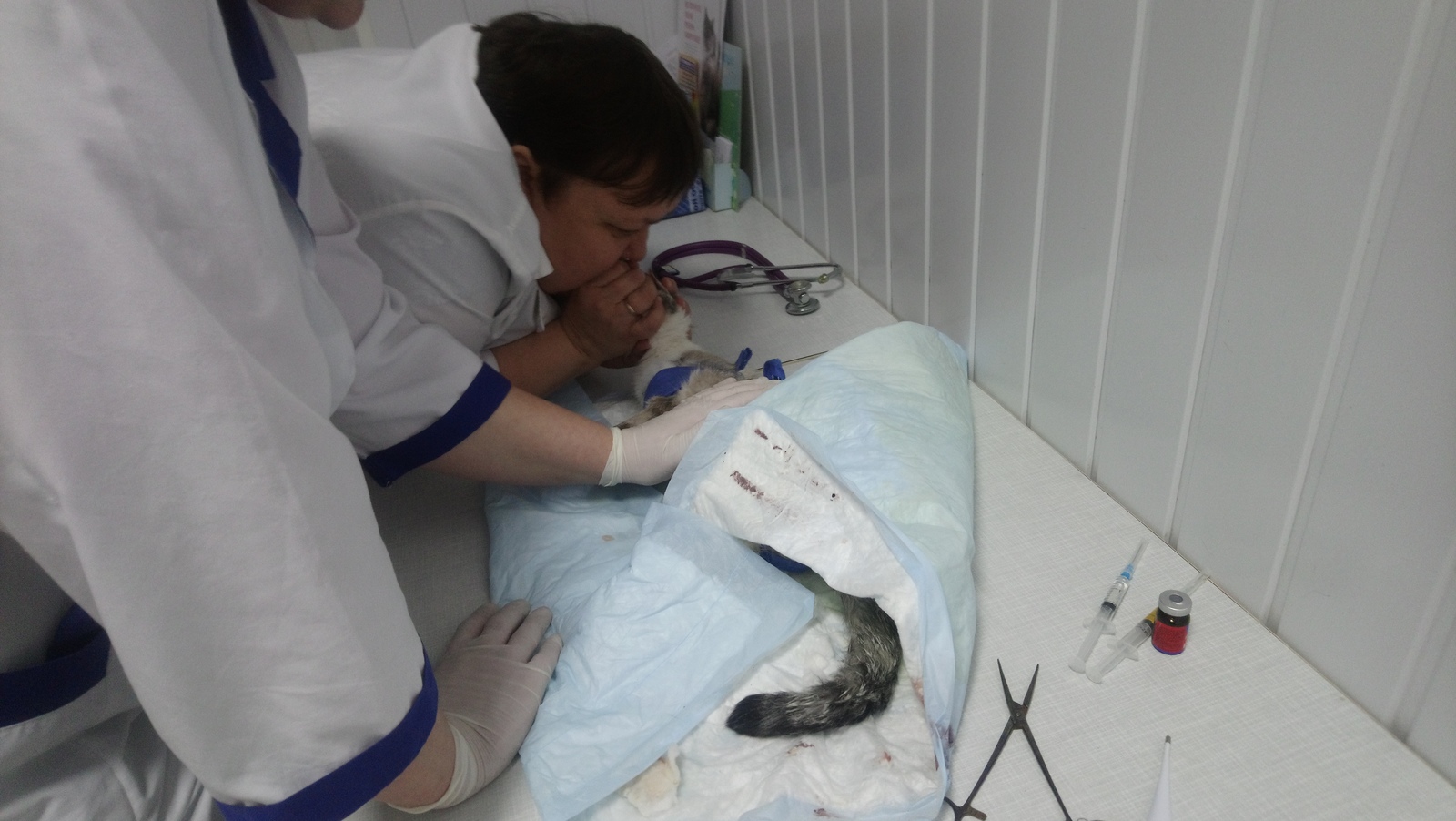 Found a dead (no) cat 4 - My, Drying, cat, , Надежда, Video, Longpost, Vet, Animal Rescue