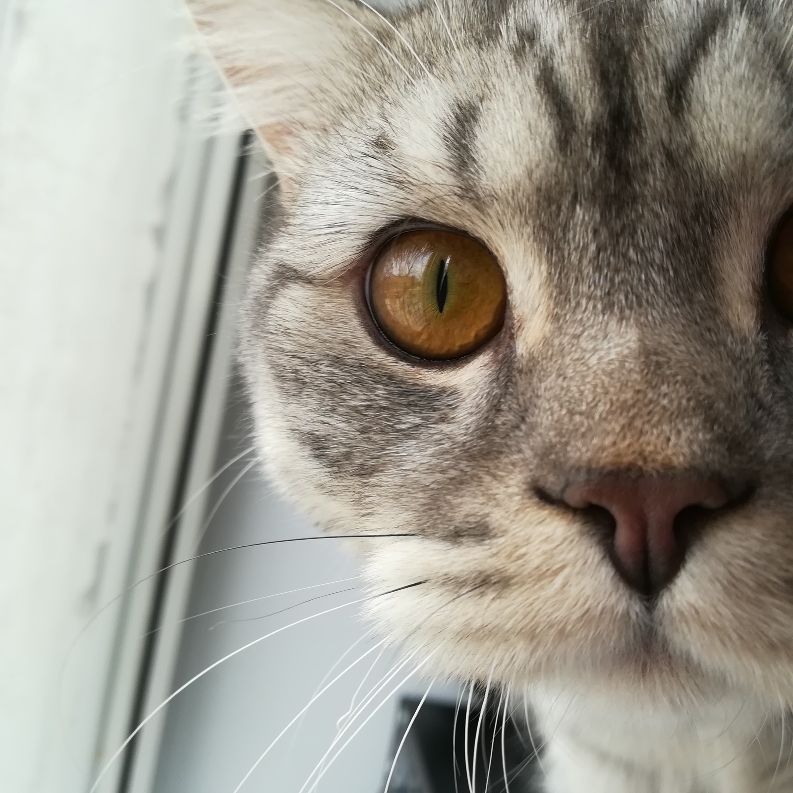 My handsome cat - My, Grey, Longpost, cat