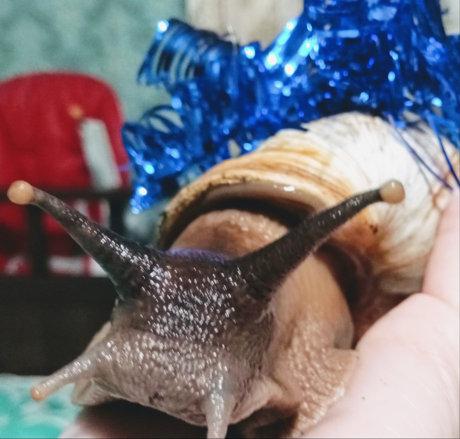 A gift from the Kurgan region - My, Gift exchange, New Year's gift exchange, Secret Santa, Achatina, Snail, Longpost