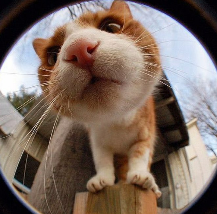 Curiosity - cat, Nose, Curiosity, Longpost