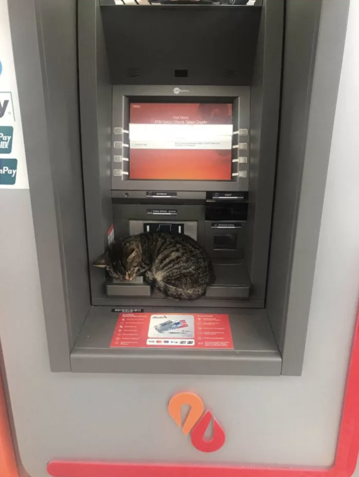 Couldn't wake him up and left without a paycheck :( - cat, ATM