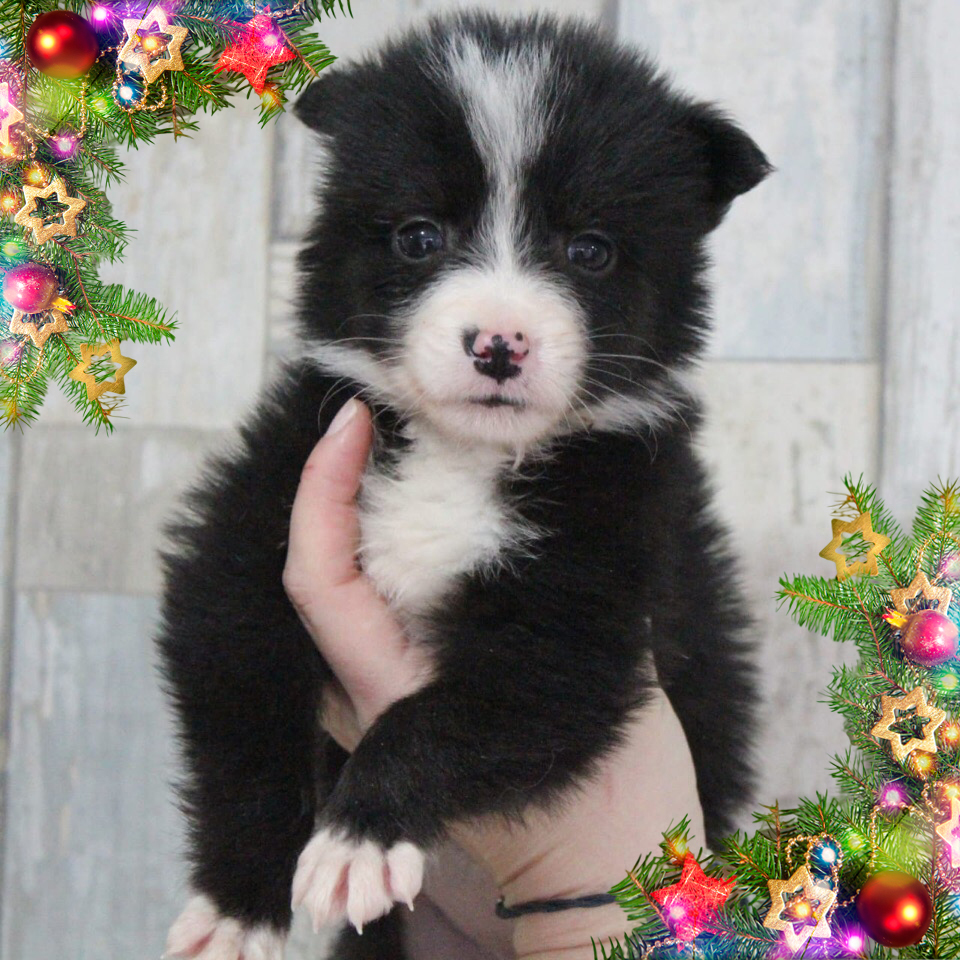 Bouquet of foundlings is looking for a home:) Rostov region, Krasnodar region - No rating, I will give, In good hands, Rostov region, Краснодарский Край, Dog, Puppies, Longpost