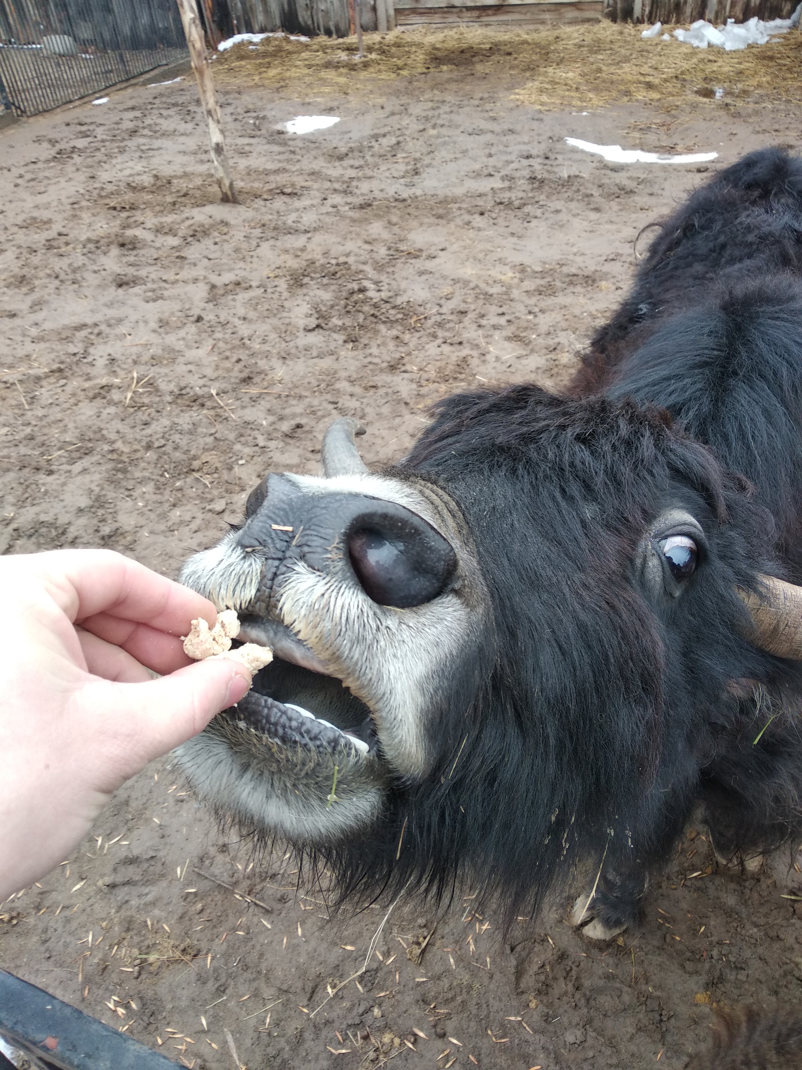 Yak in the zoo - My, Yak, Baba Frosya Zoo