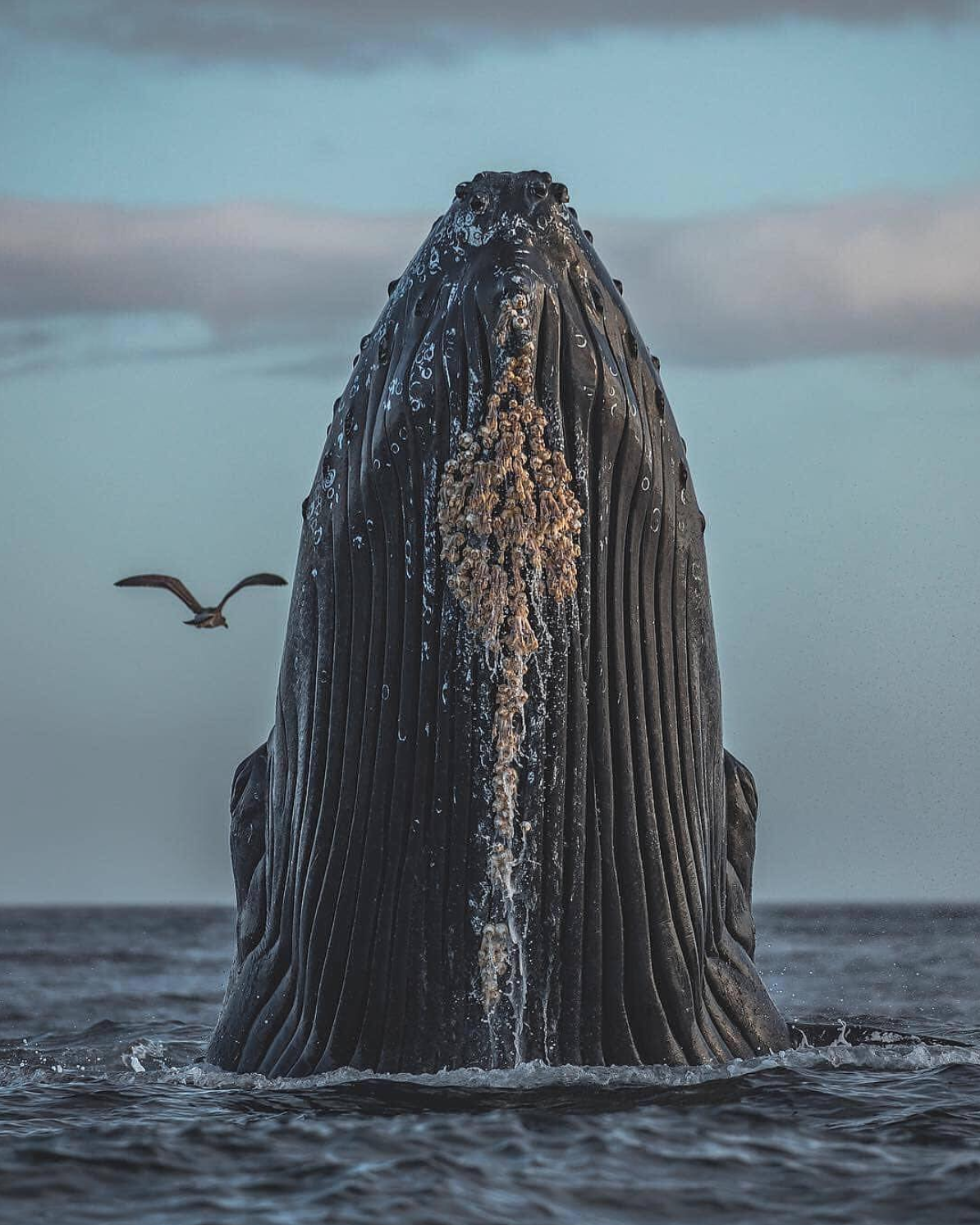 Humpback whale in all its glory - Whale, Nature, Ocean, Underwater world