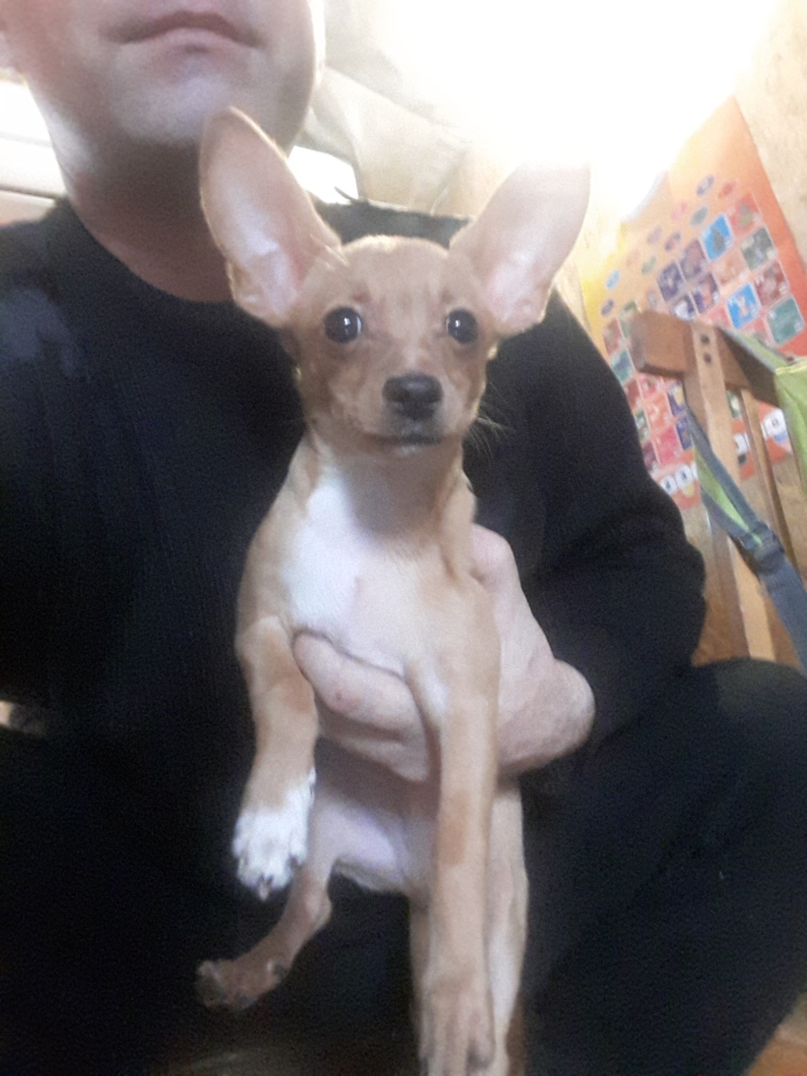 Found dog Astrakhan. - Found a dog, Chihuahua, Astrakhan, Dog, No rating