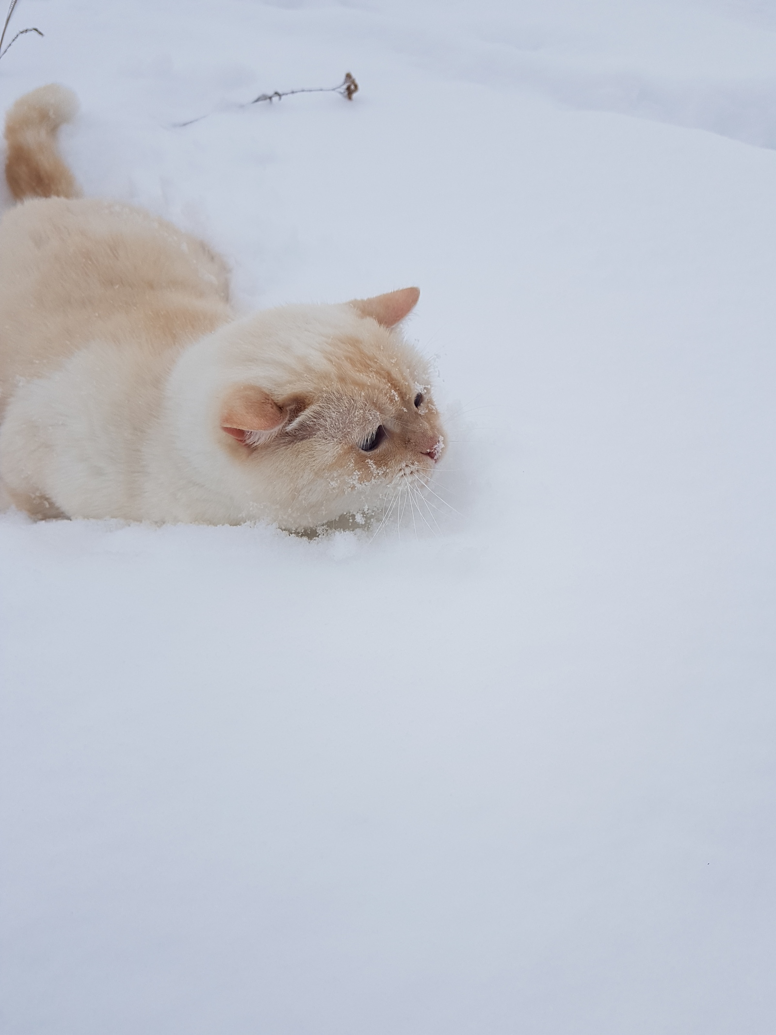 По свежему снегу - Моё, Кот, Фунтик, Длиннопост