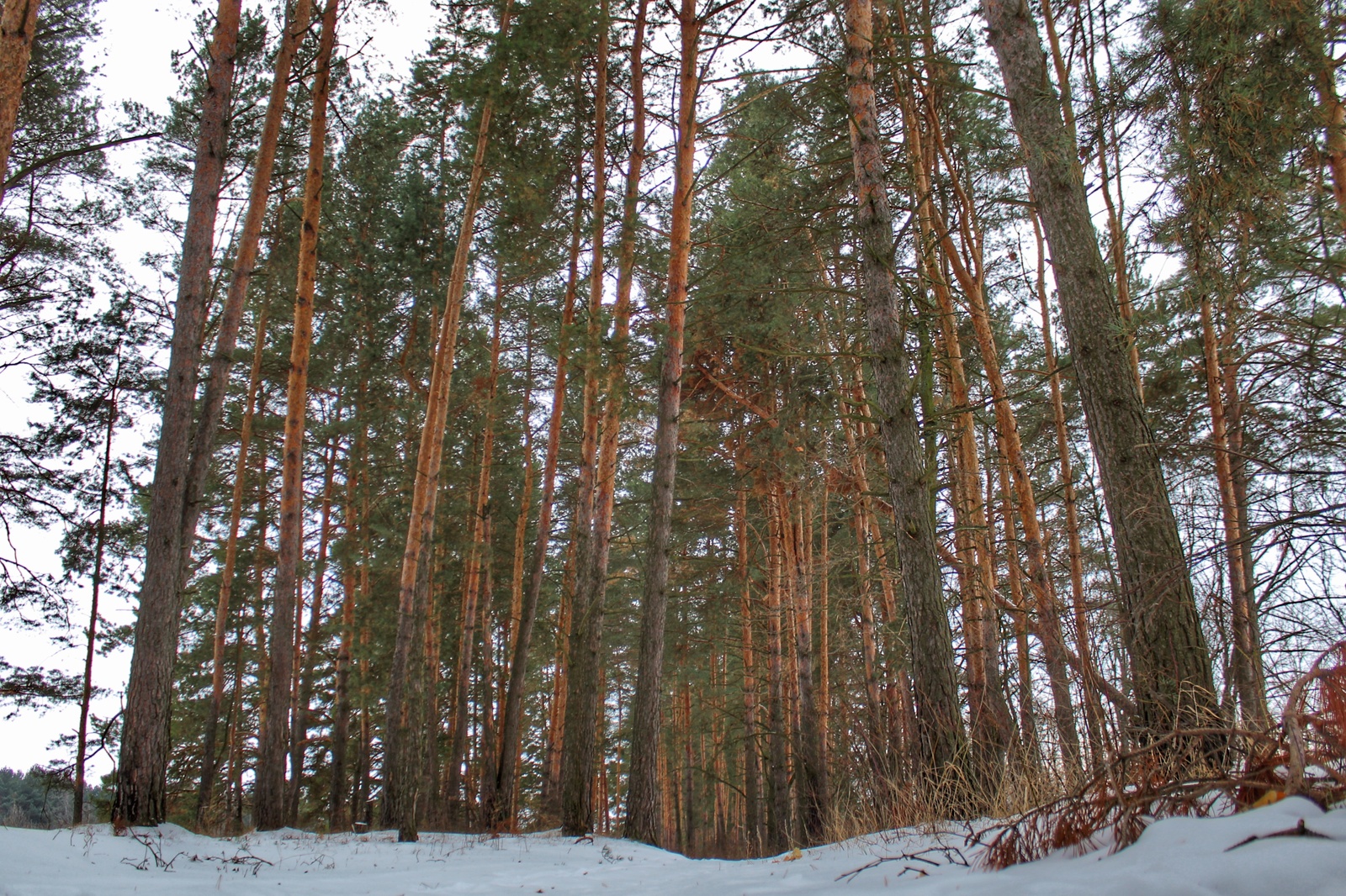 Photo walk - My, Dzerzhinsk, The photo, Canon 1300d, 18-55 kit, Nature, Longpost