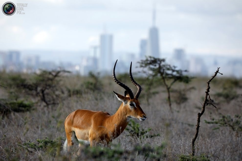 On the outskirts of the city - Ecology, wildlife, Ecosphere, Kenya, Reserve, Nairobi, Longpost, Animals, Reserves and sanctuaries