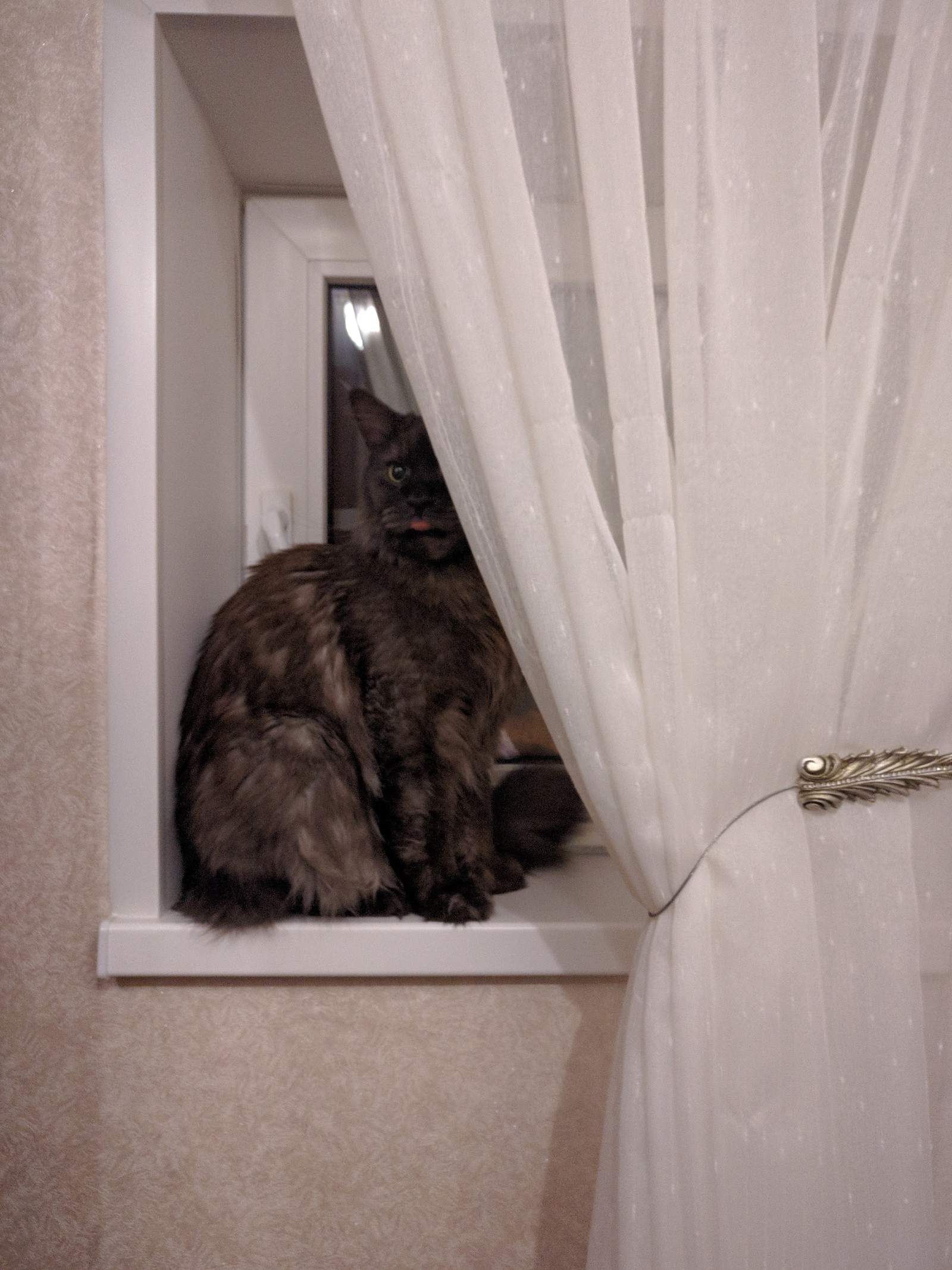 Peekaboo - My, Darius, Maine Coon, cat, Catomafia, Hide and seek, Longpost