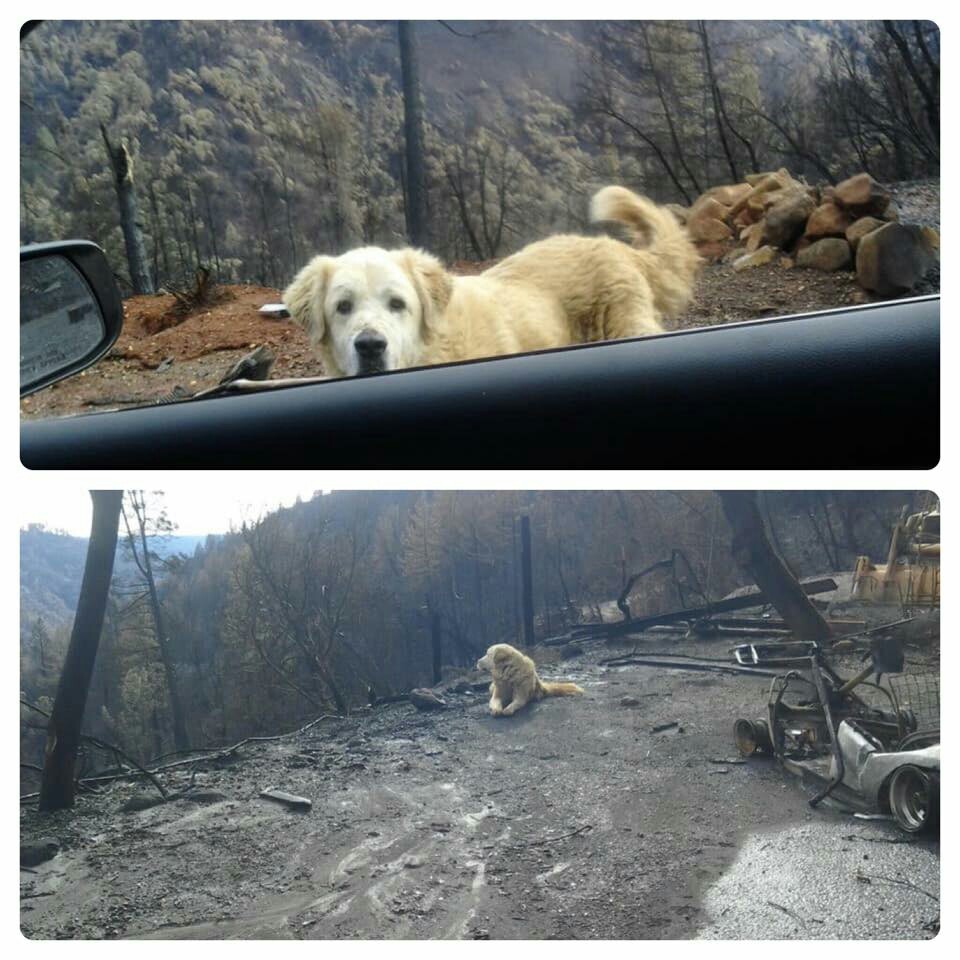 In California, the dog waited for the owners for almost a month at the burnt house, the owners did not have the opportunity to return to the place of the fire. And today he arrived - California, America, USA, The photo, Dog, Dogs and people, Animals, Fire