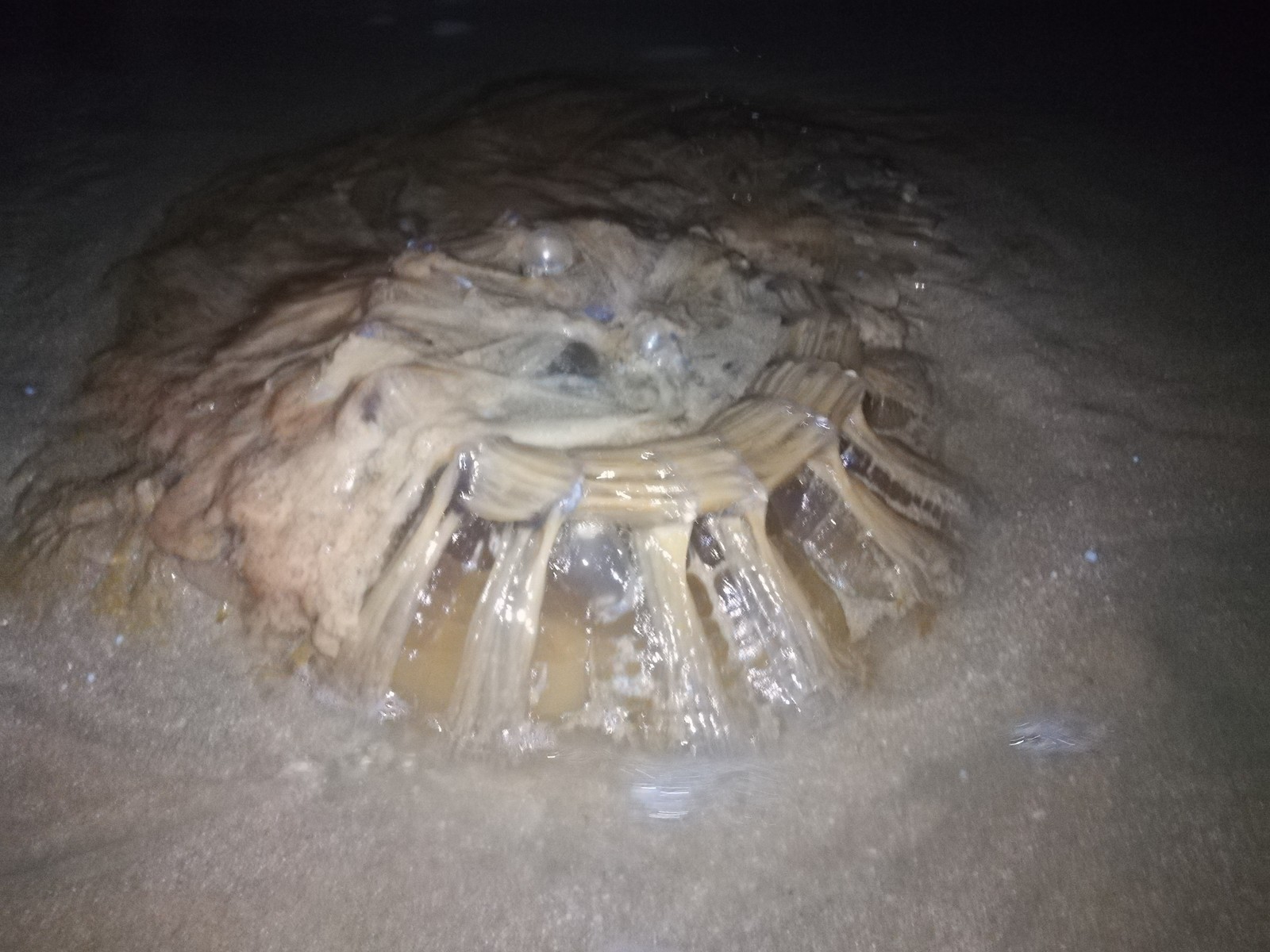 Such guests visited us in the summer on the beach of Vietnam. One washed ashore. - My, Jellyfish, Vietnam, Beach, The photo