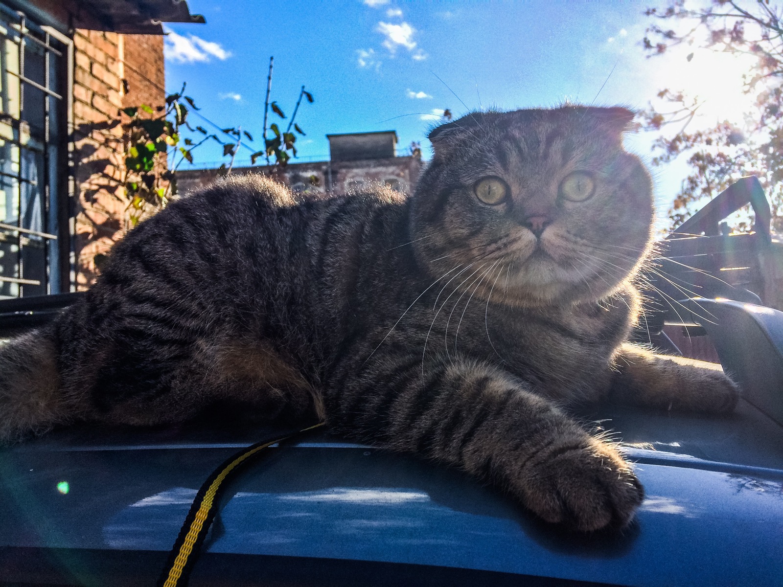 First walk - My, cat, Animals, Pets, Scottish lop-eared