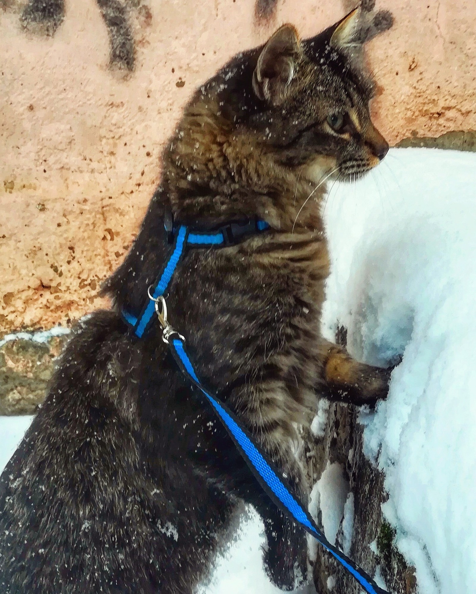 First time in the snow - My, cat, Catomafia, Snow, Winter