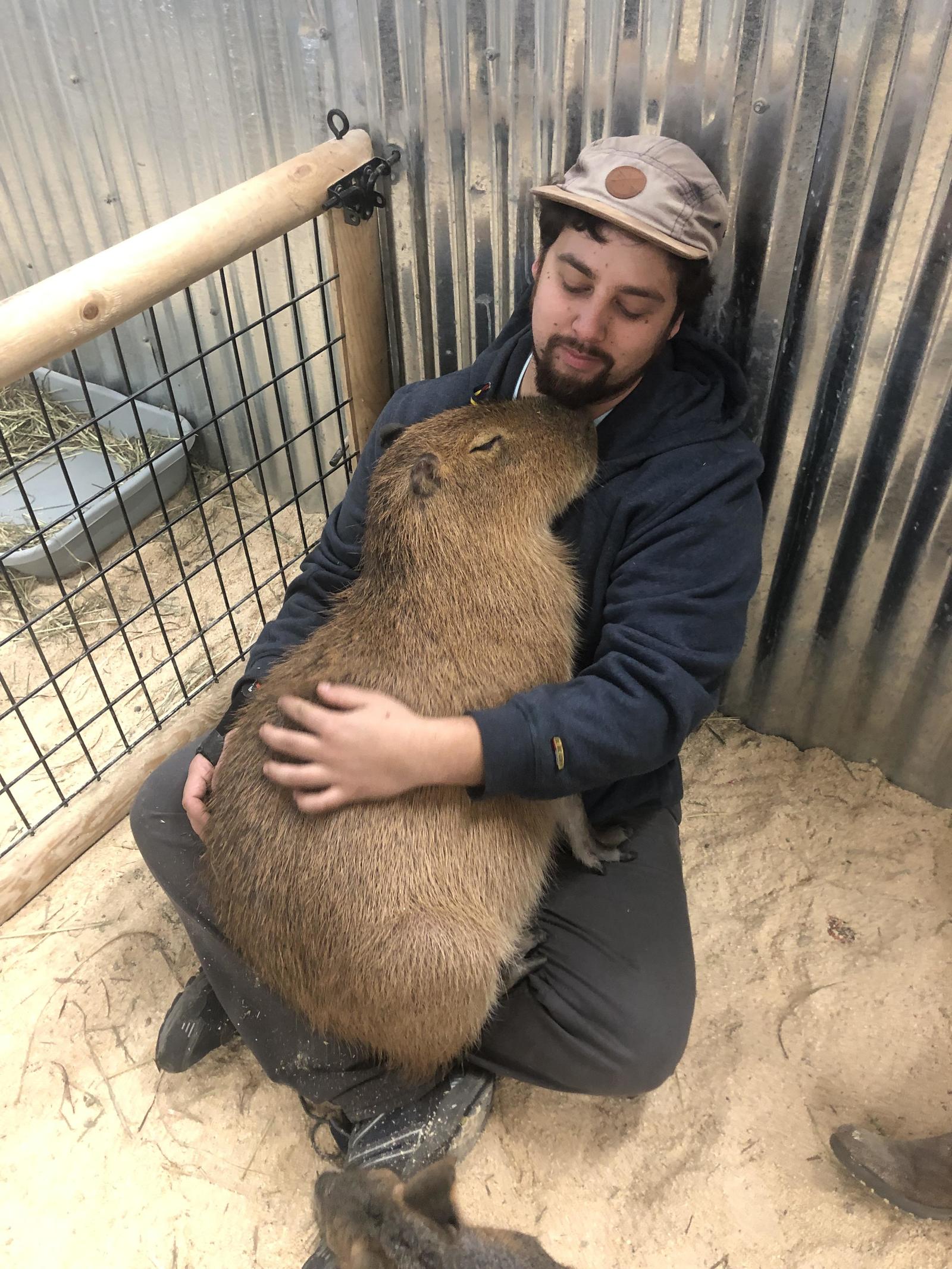 friendly capybara - Reddit, Capybara