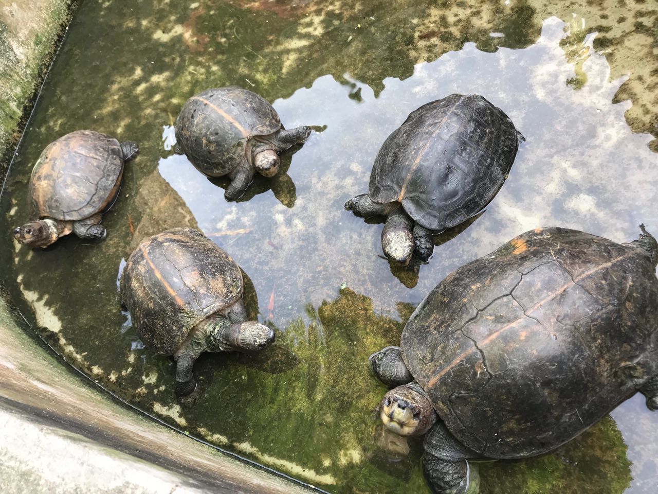 In the animal world or who is found on my campus. - My, Singapore, Asia, Studying at the University, Animals, Interesting, Wild animals, In the animal world, Video, Longpost