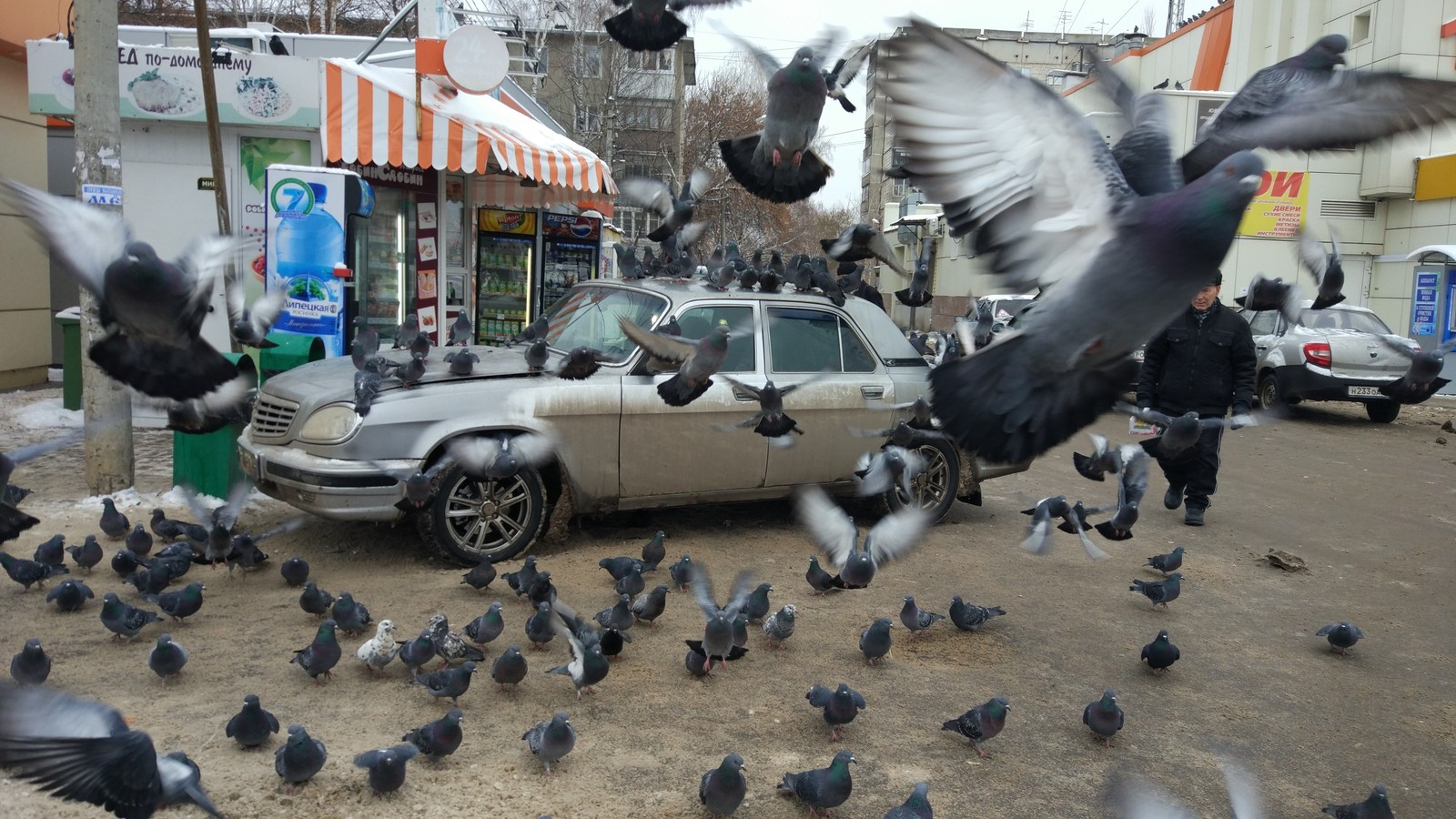 Attack on the Volga - My, Pigeon, The photo, On the run