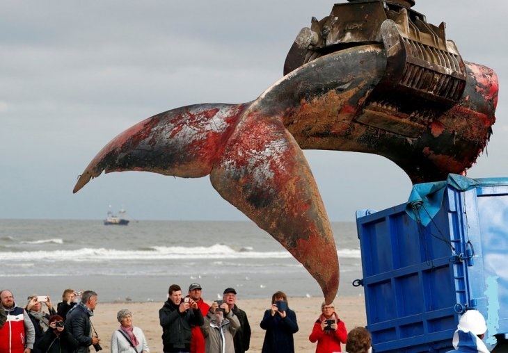 Whale towed to shore - Whale, , Carcass