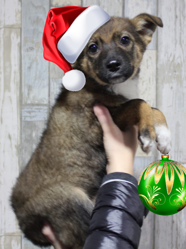 Let's give them to good hands. Rostov Region, Krasnodar Territory - No rating, Rostov region, Краснодарский Край, Taganrog, In good hands, Puppies, Longpost, Dog